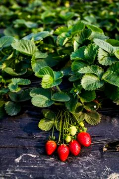 Strawberries growing Stock Photos