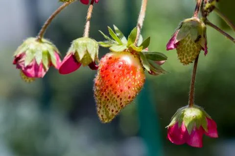 Strawberries Growing Stock Photos