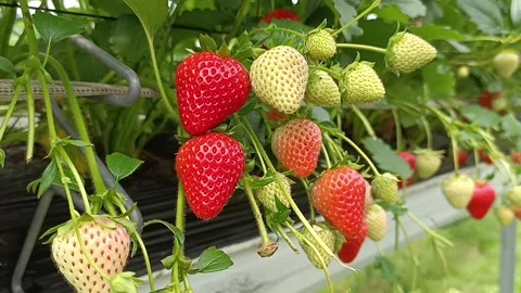 Strawberries growing in the soil Stock Footage 276558321