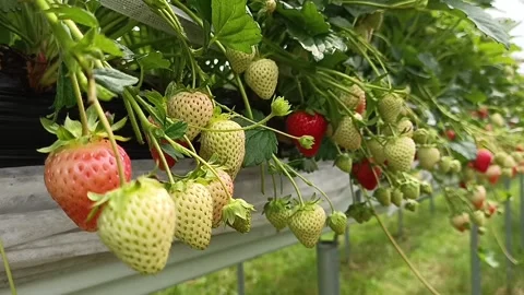 Strawberries growing in the soil in spring Stock Footage 276558276