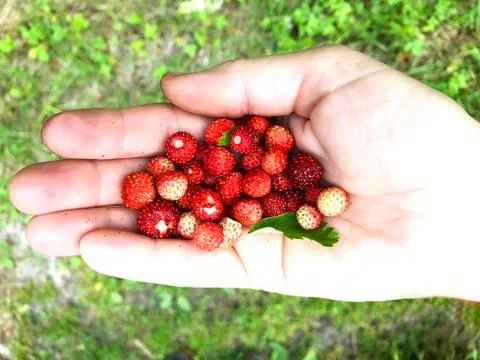 Strawberries in the hand. Stock Photos