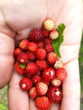 Strawberries in the hand. Stock Photos