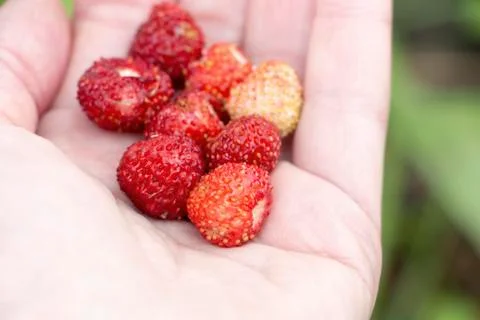 Strawberries in hand Stock Photos