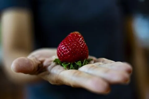 Strawberries In Hand Stock Photos