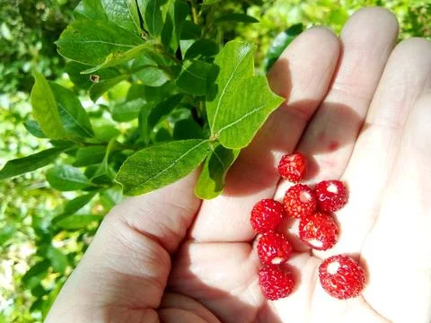Strawberries in hand Foto stock