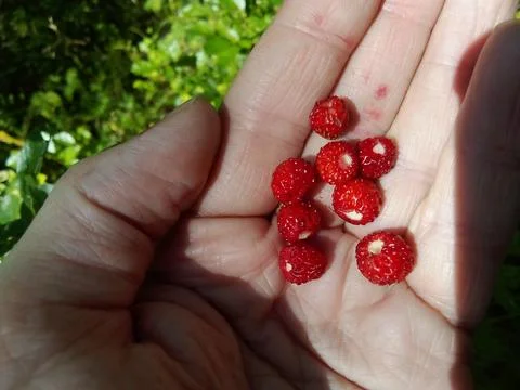 Strawberries in hand Stock-Fotos
