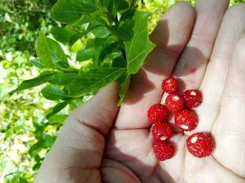Strawberries in hand Stock Photos