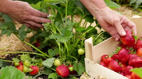 Strawberries harvest. Close-up. Stock Footage 64099696