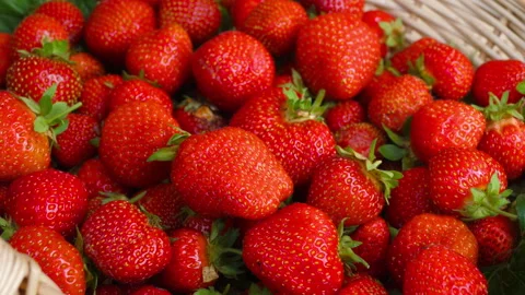 Strawberries, harvest, close up Stock Footage 286727384