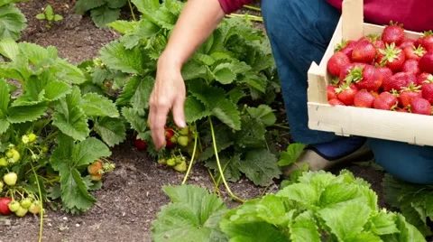 Strawberries harvest Video stock 64099694