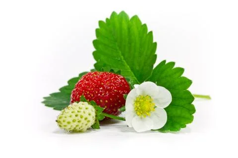 Strawberries isolated Stock Photos
