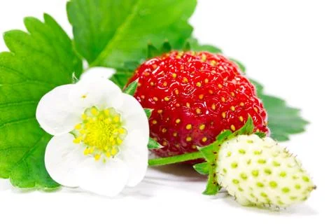 Strawberries isolated Stock Photos