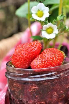 Strawberries for jam Stock Photos