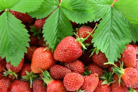 Strawberries with leaf Stock Photos