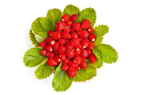 Strawberries with leaves Stock Photos