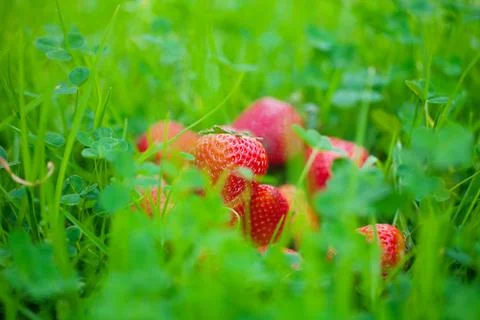 Strawberries lying on green grass Foto stock