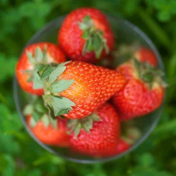 Strawberries lying on green grass Stock Photos