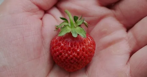 Strawberries in a man's hand Stock Footage 132369954