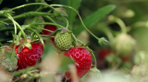 Strawberries mellows Stock Footage 39132445