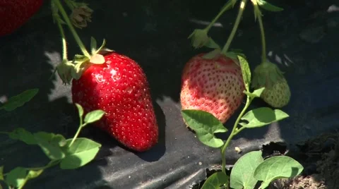 Strawberries on mulch foil, close up Stock Footage 50583820