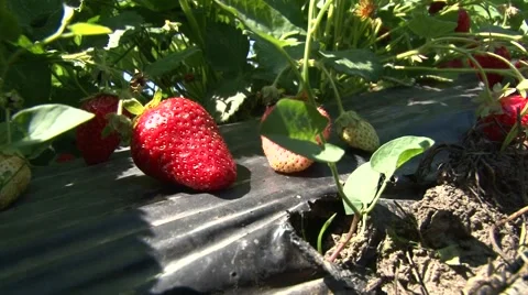Strawberries on mulch foil Stock Footage 50584414