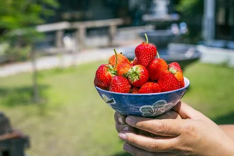 Strawberries in natural background Fotos de archivo