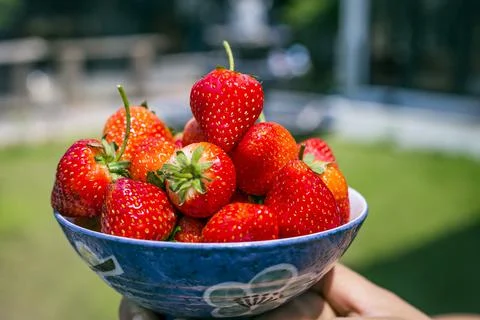 Strawberries in natural background Fotos Stock