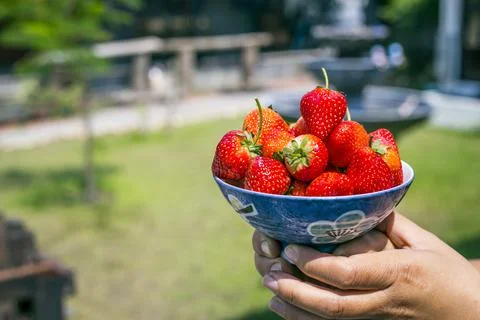 Strawberries in natural background Fotos Stock