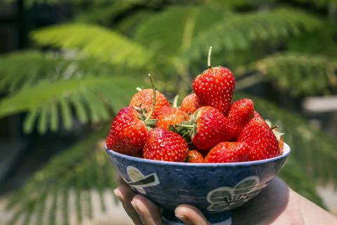 Strawberries in natural background 스톡 사진