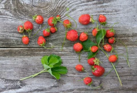 Strawberries on the old Board Stock Photos