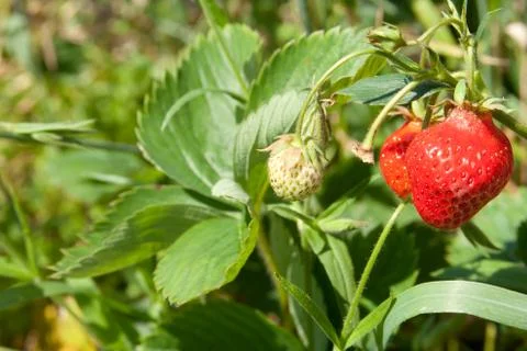 Strawberries Stock Photos