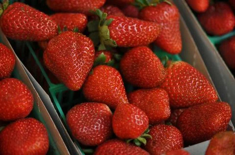 Strawberries Fotos de archivo