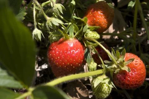Strawberries Foto stock