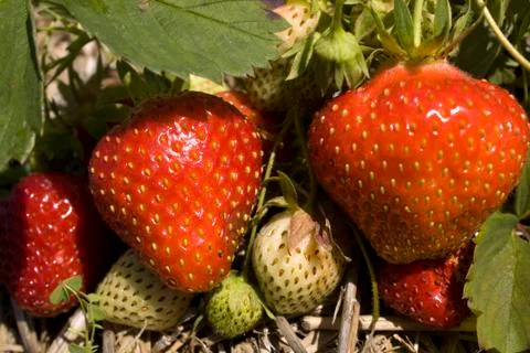 Strawberries Stock Photos