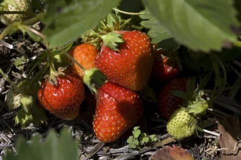 Strawberries Foto stock
