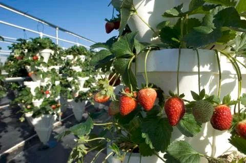 Strawberries Stock Photos
