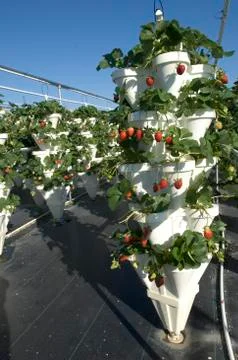Strawberries Stock Photos