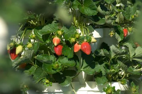 Strawberries Stock Photos