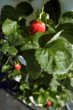 Strawberries Stock Photos
