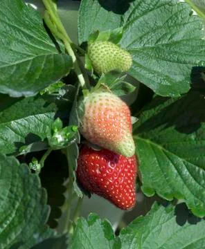 Strawberries Stock Photos
