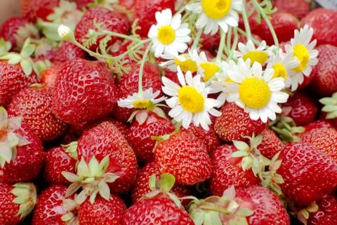 Strawberries Stock Photos