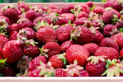 Strawberries Stock Photos