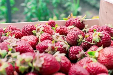 Strawberries Stock Photos