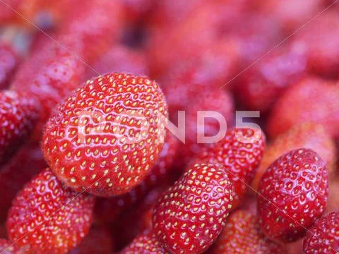 Strawberries Stock Photos