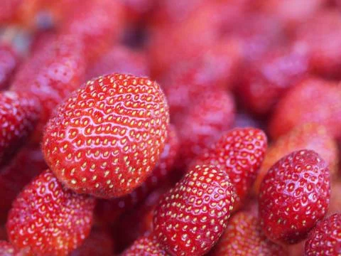 Strawberries 스톡 사진