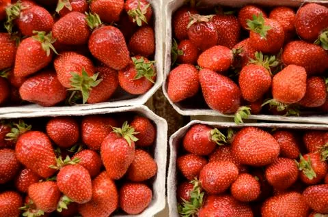 Strawberries Stock Photos