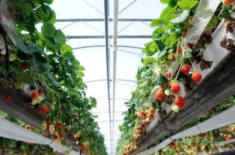 Strawberries Stock Photos