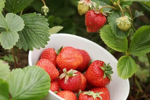 Strawberries Stock Photos