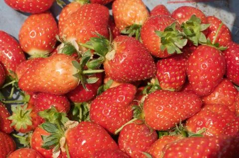 Strawberries Stock Photos