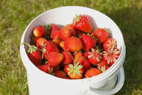 Strawberries Stock Photos